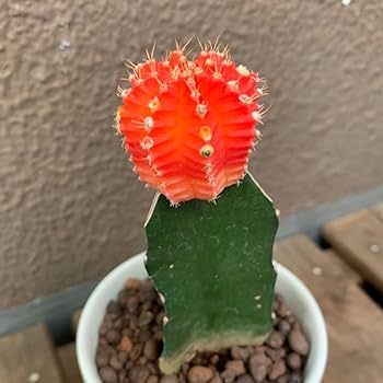ミニマリスト 咲き乱れるポスター アリゾナサボテン Amazon.co.jp: そのまま飾れるサボテン 多肉植物 緋牡丹 つぎ木